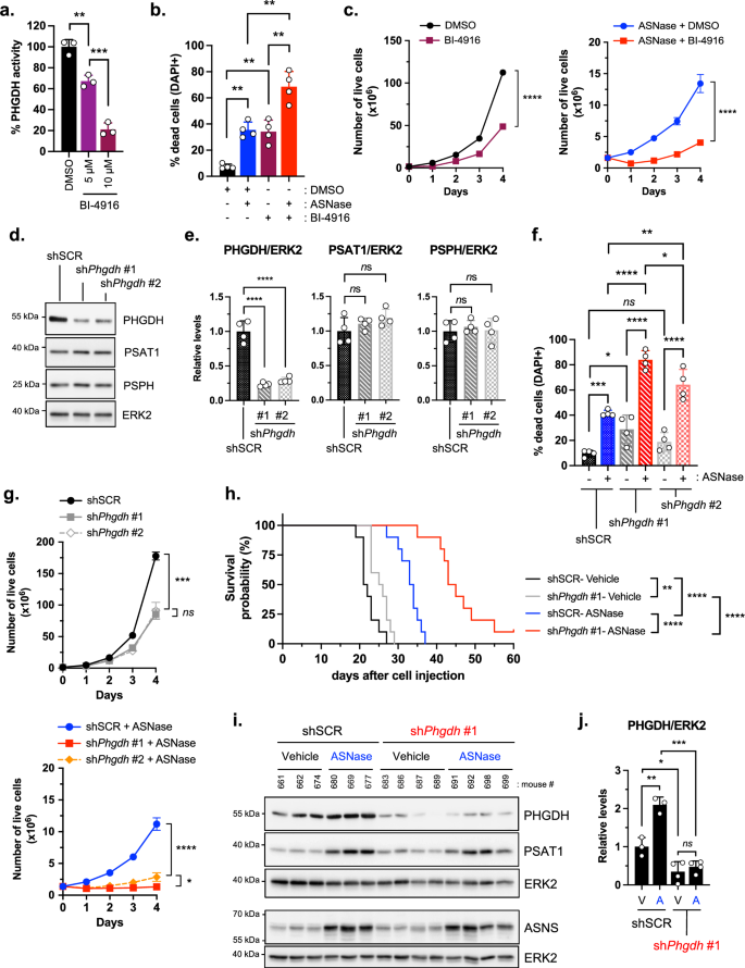 Fig. 3: PHGDH contributes to malignant B cell adaptation to ASNase treatment in vitro and in vivo.