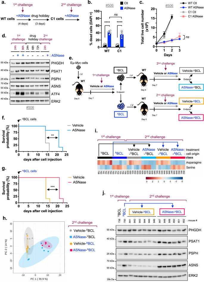 Fig. 4: ASNase treatment triggers a flexible tumor metabolic program in vivo.