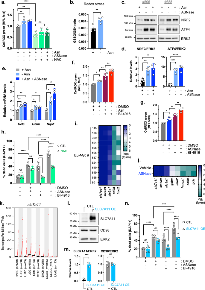 Fig. 5: ASNase-treated malignant B cells activate an antioxidant defense program that involves PHGDH activity to limit ROS.