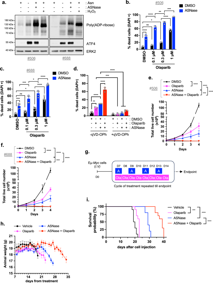 Fig. 7: DNA damage in ASNase-treated malignant B cells revealed their sensitivity to the PARP1/2 inhibitor, Olaparib.