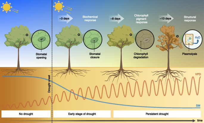Fig. 5: Conceptualization of vegetation responses to drought across scales.