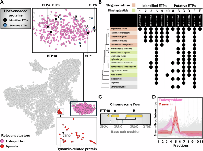 Fig. 3: New putative endosymbiont-targeted proteins (ETPs) identified in subcellular dataset.