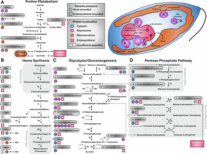 Fig. 5: Enzyme distribution shows metabolic interdependency between host and the endosymbiont.