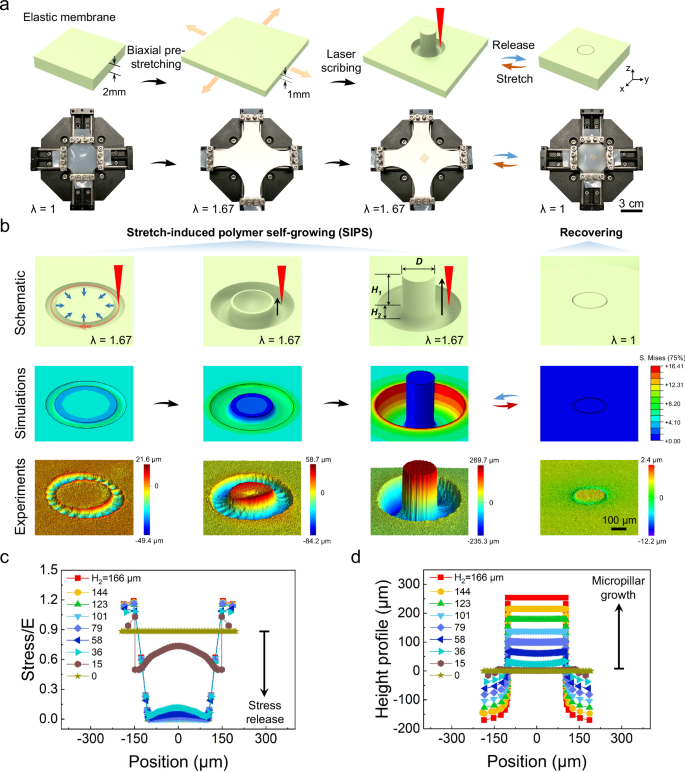 Fig. 1: Mechanism of stretch-induced polymer self-growth and reversible tuning of microstructures.