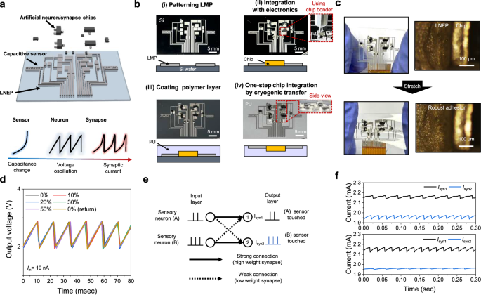 Fig. 5: Stretchable neuromorphic circuit utilizing LNEP as interconnects integrated with rigid electronic chips.