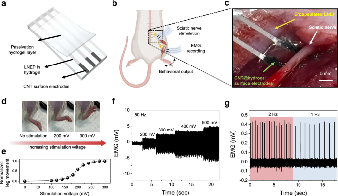 Fig. 6: In vivo applications using LNEP.