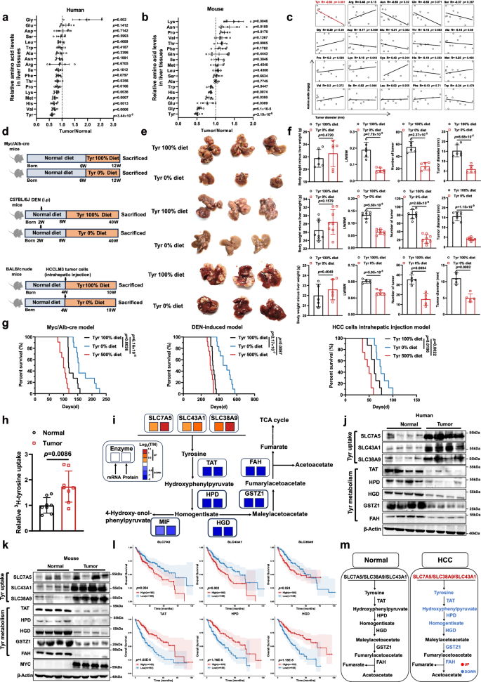 Fig. 1: Tyrosine promotes tumour formation in HCC.