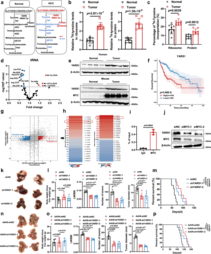 Fig. 2: MYC upregulates tyrosine translation availability in HCC.