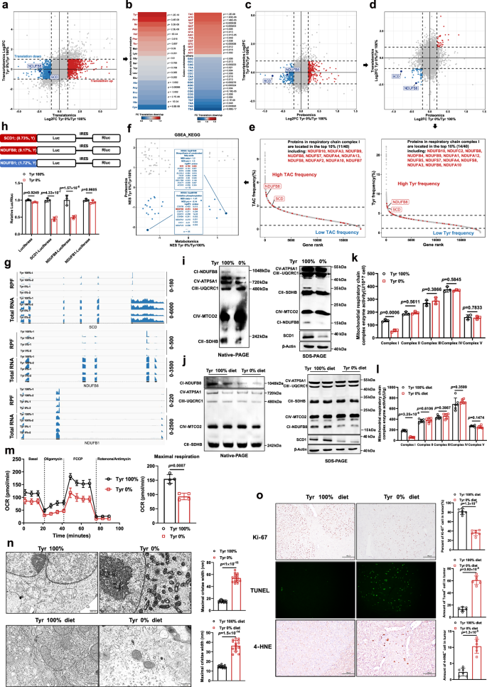 Fig. 3: Restriction of tyrosine translation availability reduces the translation efficiency of NUDFB8 and SCD1.