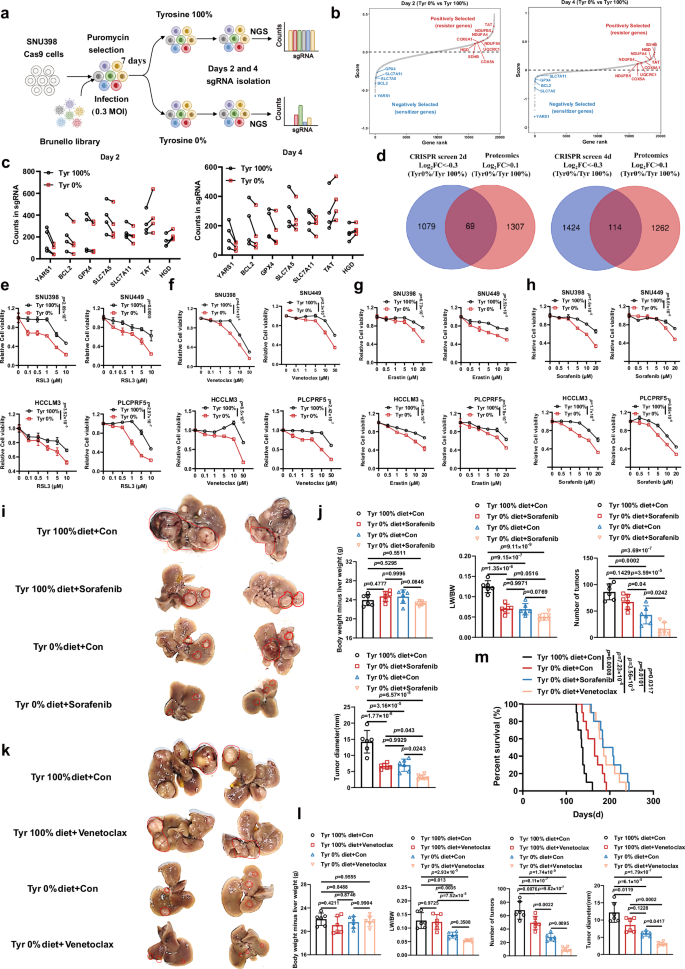 Fig. 4: Genome-wide CRISPR screening depicts genetic interactions with tyrosine restriction.