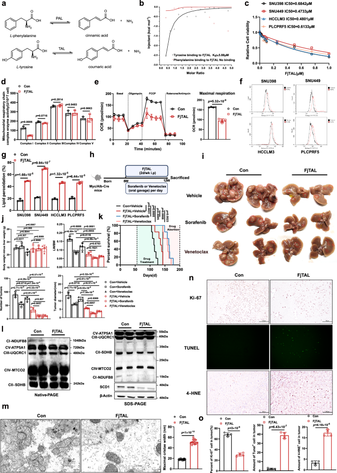 Fig. 5: FjTAL inhibits tumour growth by degrading tyrosine.