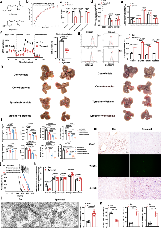 Fig. 6: YARS1 promotes tyrosine translation bioavailability in tumour growth, which can be inhibited by tyrosinol.