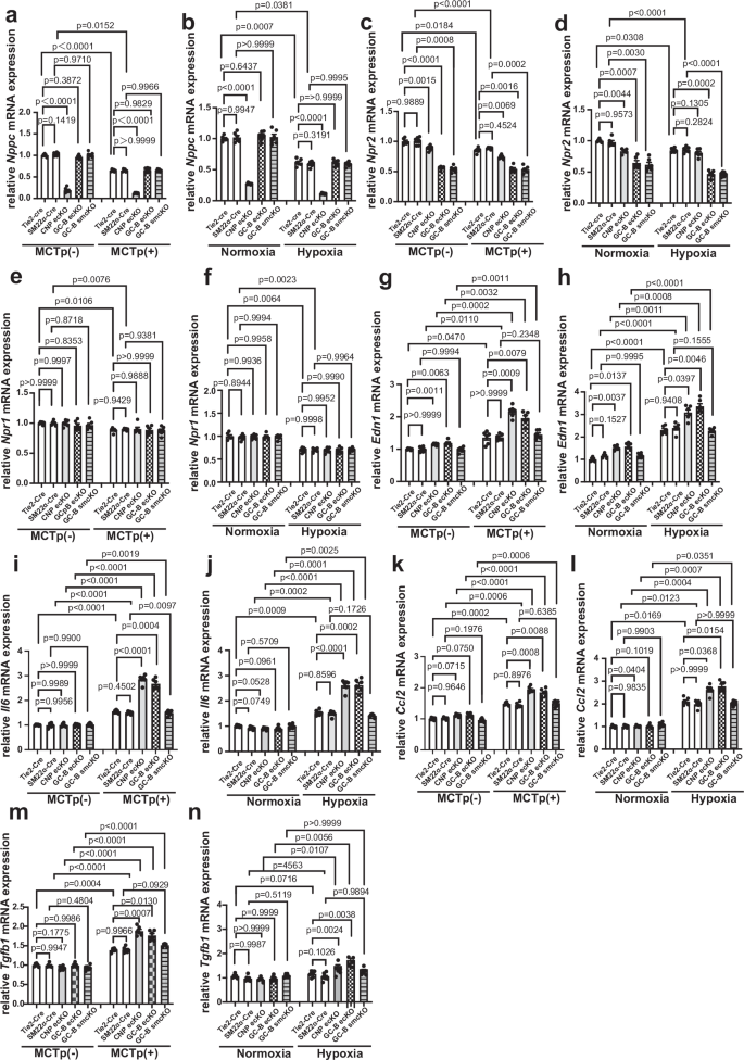 Fig. 4: Whole-lung mRNA expression demonstrates that endothelial CNP/GC-B signaling regulates vasoactive and inflammatory genes in mouse models of pulmonary hypertension.