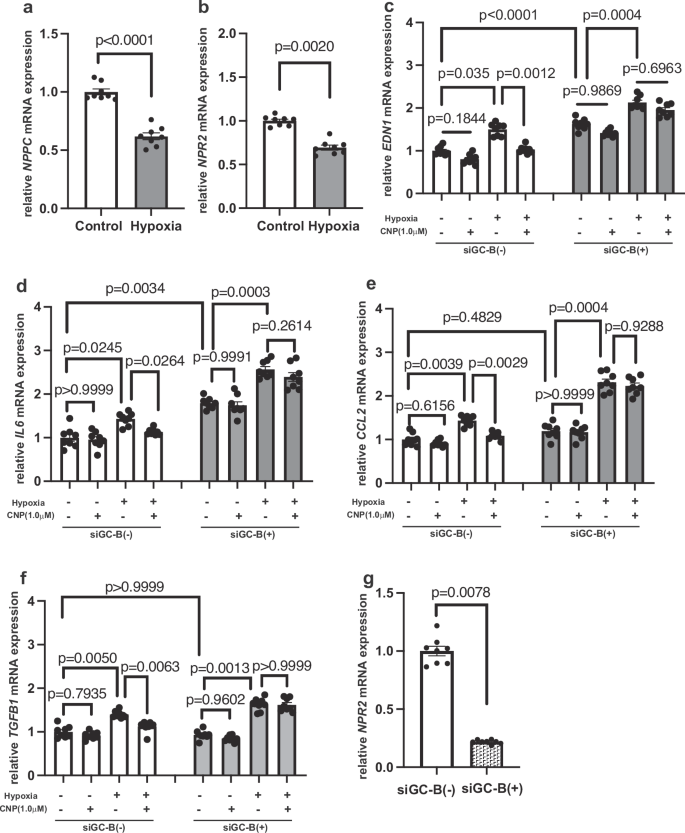 Fig. 5: CNP/GC-B signaling suppresses Hx-induced proinflammatory gene expression in HPAECs.