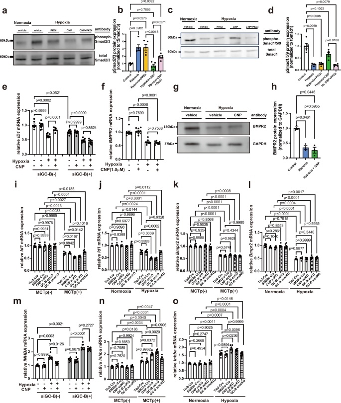 Fig. 6: CNP/GC-B/PKG signaling corrects pathological alterations in SMAD signaling pathways in endothelial cells.