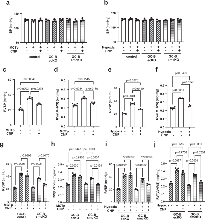 Fig. 9: CNP-53 administration suppresses the development of pulmonary hypertension in mouse models via endothelial GC-B.