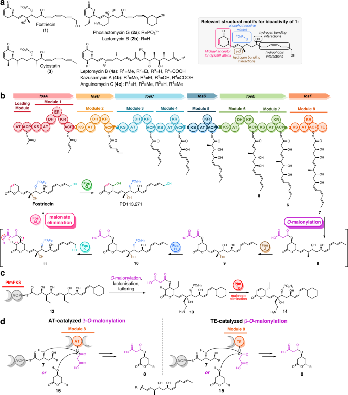 Fig. 1: Structures of AUDL-containing polyketides and proposed biosynthetic pathway of fostriecin (1).