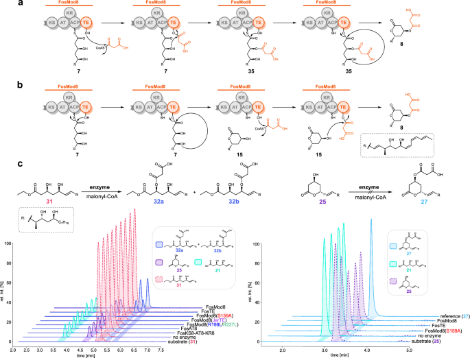 Fig. 5: Proposed mechanism for β-O-malonylation and δ-lactonisation by FosTE.