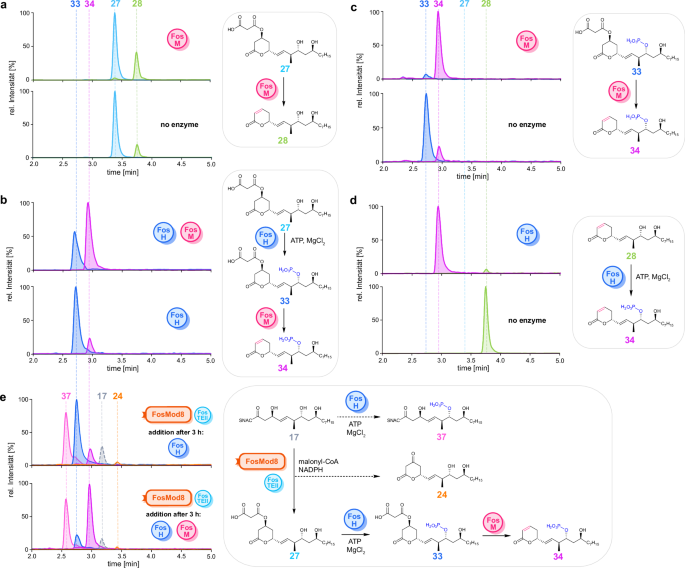 Fig. 6: LC-MS analysis of in vitro assays with FosH and FosM.