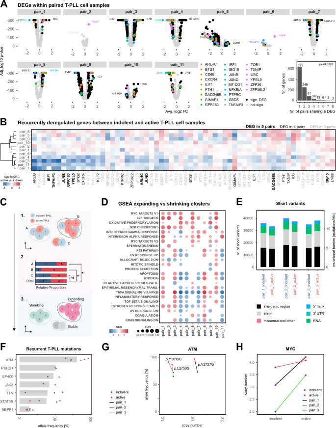 Fig. 2: Active T-PLL samples present a significant enrichment of pathways involved in MYC signaling, cell cycle regulation, and energy metabolism.