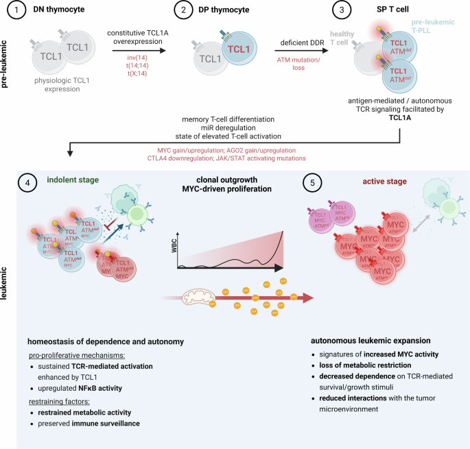 Fig. 7: Proposed model of T-PLL leukemogenesis.
