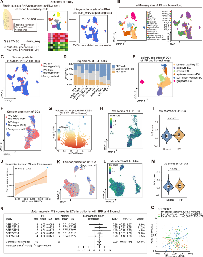 Fig. 1: Mechanical Stress Increased in the ECs from IPF Patient and Significantly Associated with the PF Development.