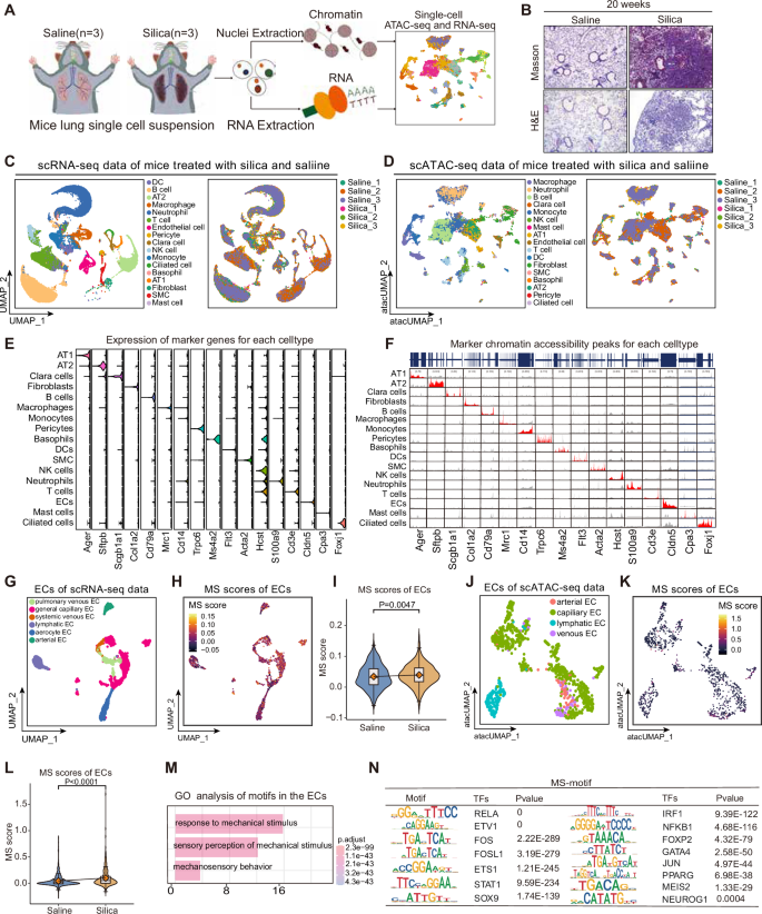 Fig. 2: Single-Cell Multi-Omics Analysis Reveals Elevated Mechanical Stress in ECs of the SiO2 - Induced Mouse PF Model.