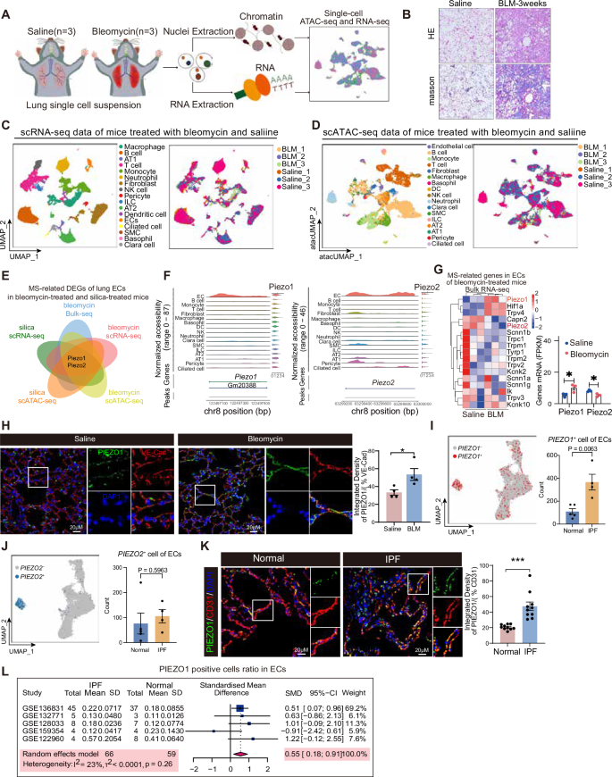 Fig. 3: Identification of Mechanosensitive PIEZO1 as a Potential Regulator of Pulmonary Fibrosis Development.