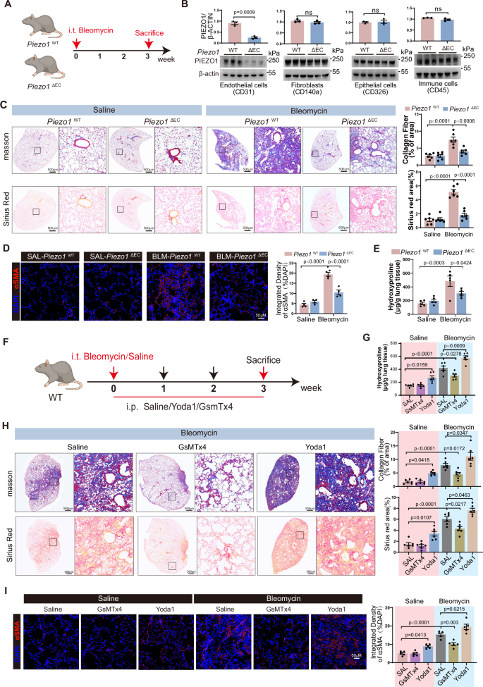 Fig. 4: Gene Deletion and Pharmacological Intervention of PIEZO1 Affect PF Development.