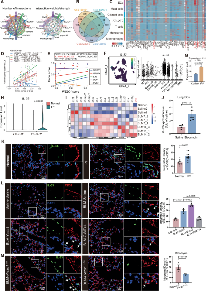 Fig. 5: PIEZO1 Activation Coupling IL-33 to Regulate the Development of PF.
