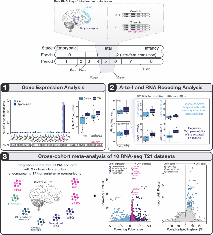 Fig. 1: Overview of study design and analytical framework.