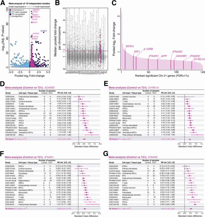 Fig. 4: Meta-analysis of gene expression across developmental T21 datasets.