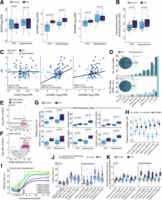 Fig. 5: T21 is associated with ADARB1 overexpression and increased A-to-I RNA editing activity in the fetal brain.