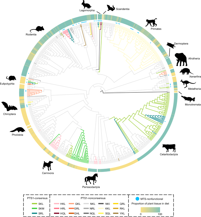 Fig. 1: Conservation of the PTS1 region in AGT across herbivores and carnivores in 498 mammal species and ancestral nodes.
