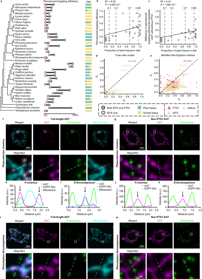 Fig. 2: Influence of PTS1 on AGT subcellular localization in the presence of functional MTS.