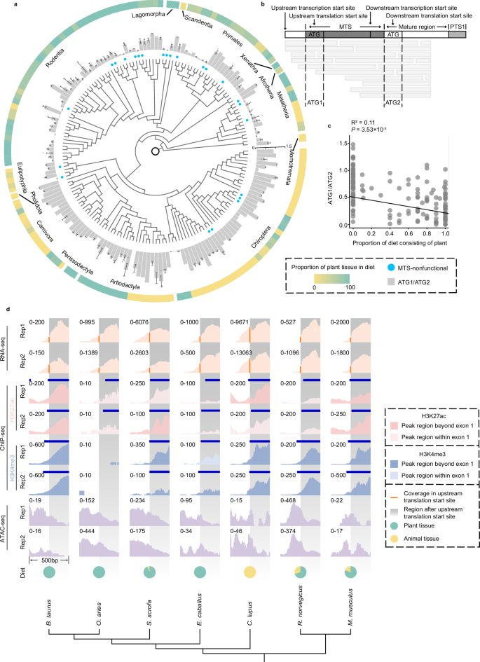 Fig. 3: Preference for downstream transcription initiation of AGT in herbivorous mammals.