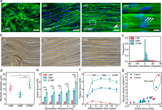 Fig. 2: Functional evaluation of muscle tissues cultured on different maturation platforms.