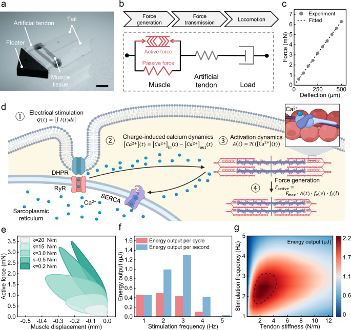Fig. 3: Model-informed design of a biohybrid OstraBot.