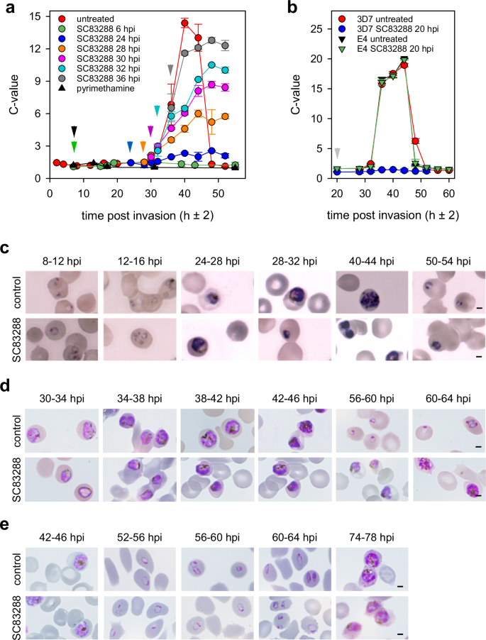 Fig. 5: SC83288 inhibits DNA replication and arrests karyokinesis.