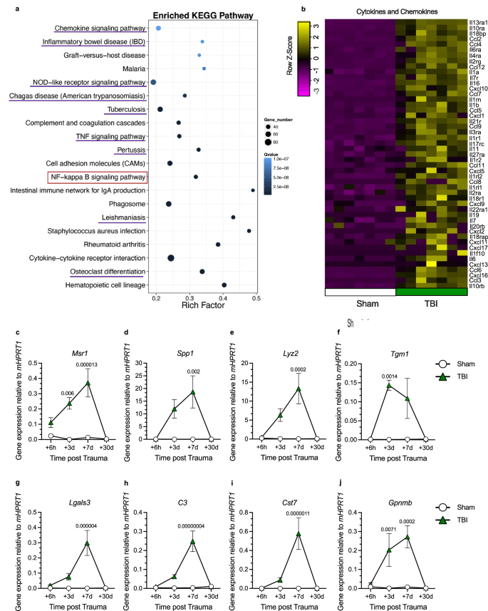 Fig. 1: CHI/TBI initiates prominent differential gene expression in pathways mainly associated with immune regulation and related to IKK/NF-κB signaling.