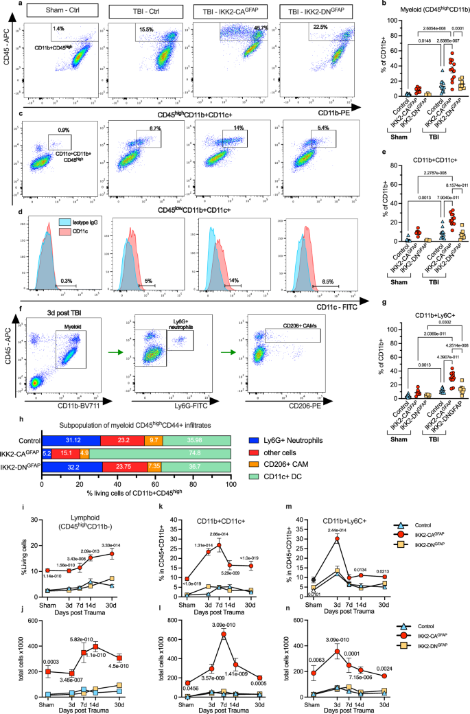 Fig. 7: NF-κB activation in astrocytes aggravates post-traumatic immune cell infiltration.