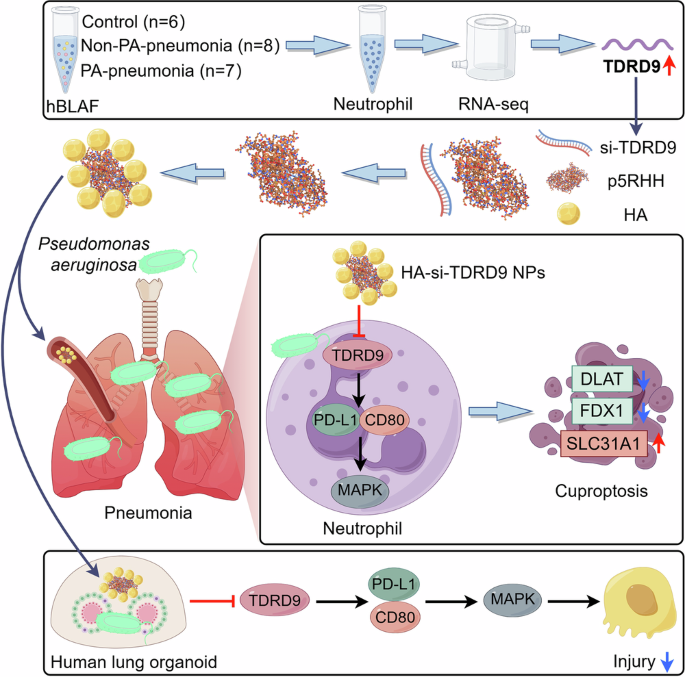 Fig. 10: A graphic abstract summarizes that HA-si-TDRD9 NPs attenuate Pseudomonas aeruginosa (PA)-driven lung injury.