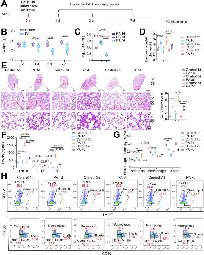 Fig. 2: Pseudomonas aeruginosa (PA) induces lung injury in mice.