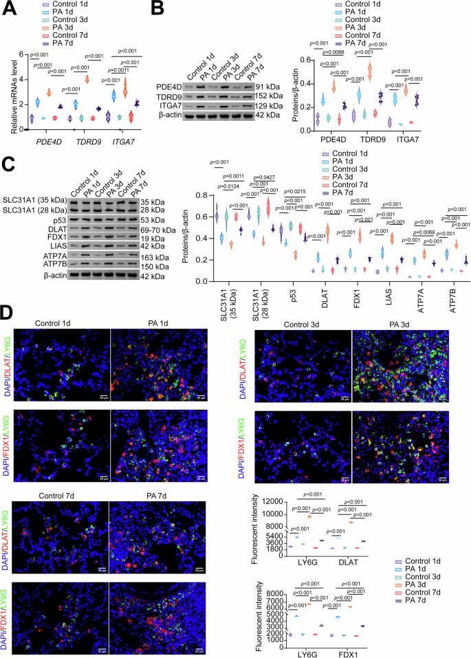 Fig. 3: Pseudomonas aeruginosa (PA) suppresses neutrophil cuproptosis in mouse lungs.