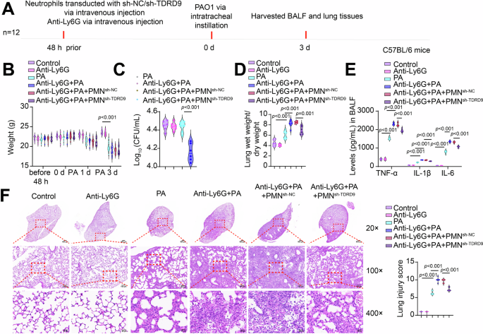 Fig. 4: Neutrophil-specific Tudor domain-containing protein 9 (TDRD9) depletion attenuates Pseudomonas aeruginosa (PA)-induced pneumonia.