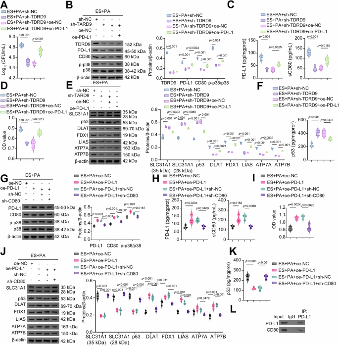 Fig. 7: The programmed death ligand-1(PD-L1)/cluster of differentiation 80 (CD80)/mitogen-activated protein kinase (MAPK) axis mediates Tudor domain-containing protein 9 (TDRD9)-dependent cuproptosis regulation.