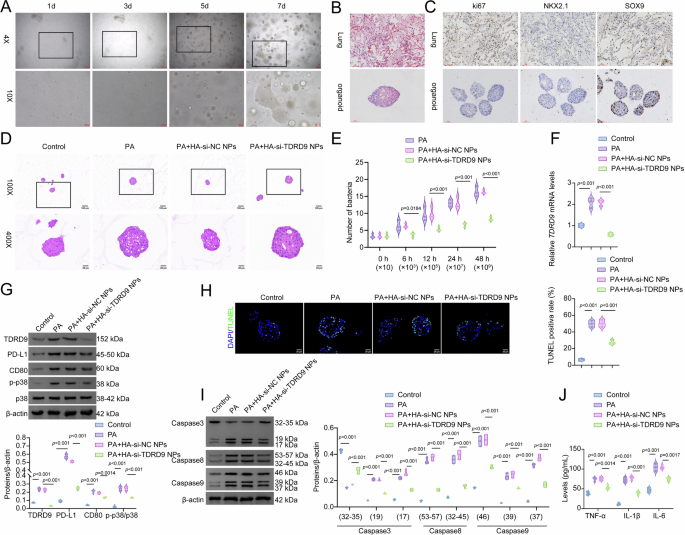 Fig. 9: HA-si-TDRD9 NPs reduce HLO susceptibility to PA infection.