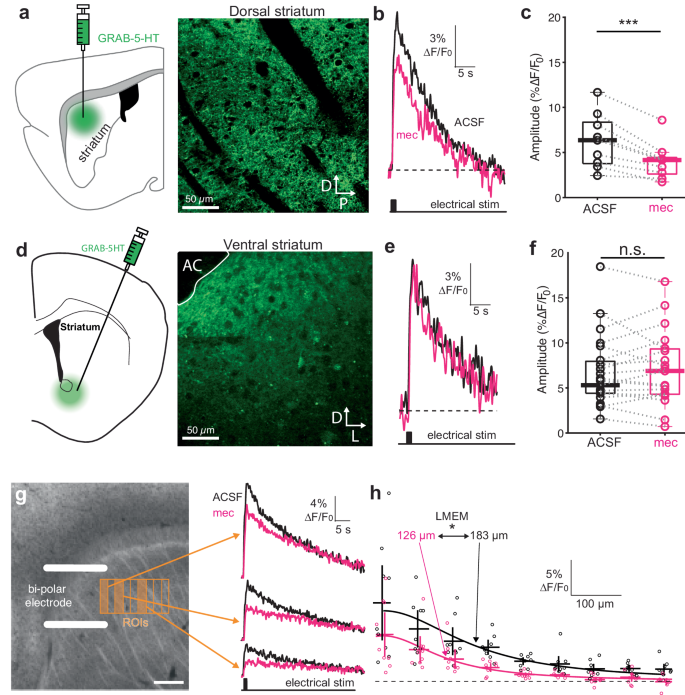 Fig. 1: Nicotinic acetylcholine receptors (nAChRs) elevate and extend the spatial range of serotonin (5-HT) release evoked by intrastriatal electrical stimulation in dorsal striatum (DS).