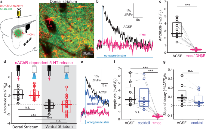 Fig. 2: Optogenetic activation of cholinergic interneurons (CIN) leads to nAChR-dependent 5-HT release in dorsal striatum (DS).