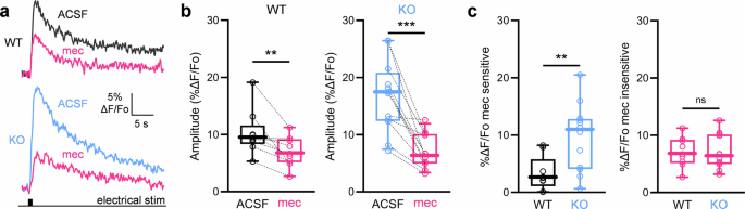 Fig. 3: Increased cholinergic-mediated striatal serotonin release in Sapap3 KO mice.